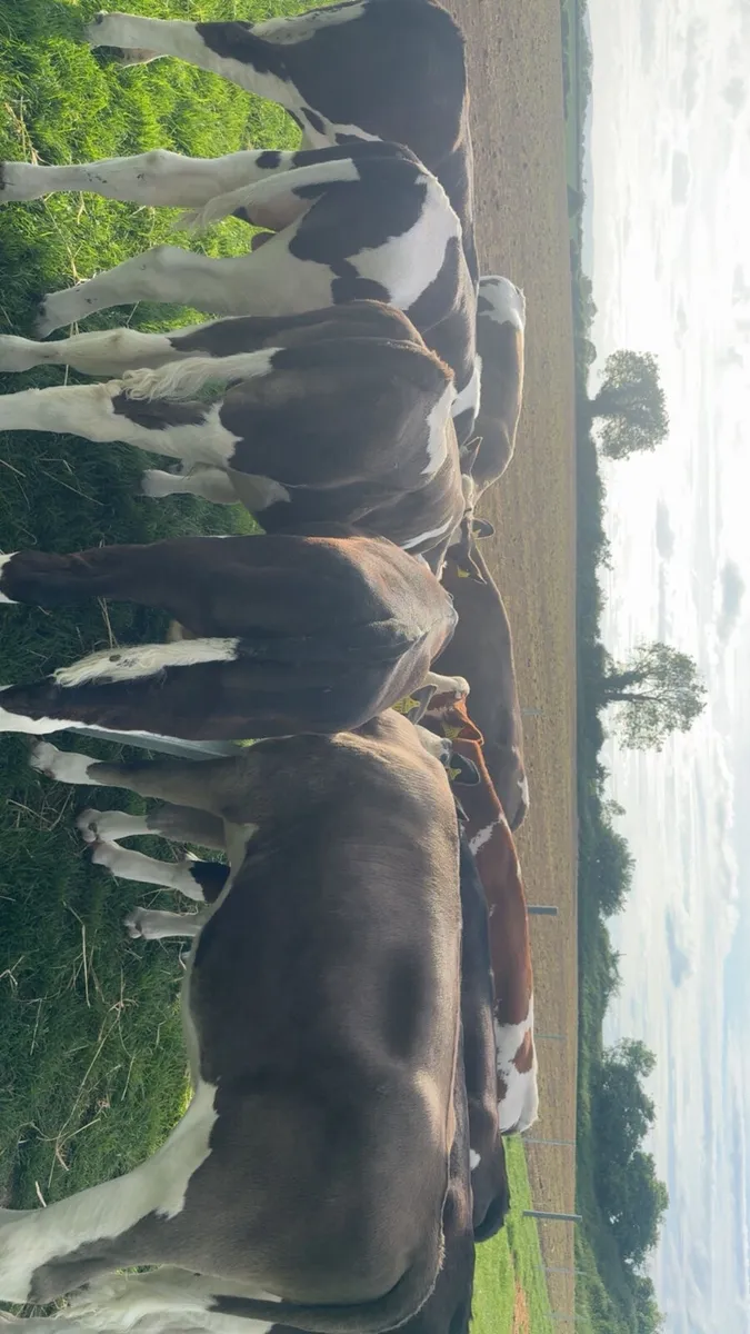 SimmentalX calves (x10) - Image 3