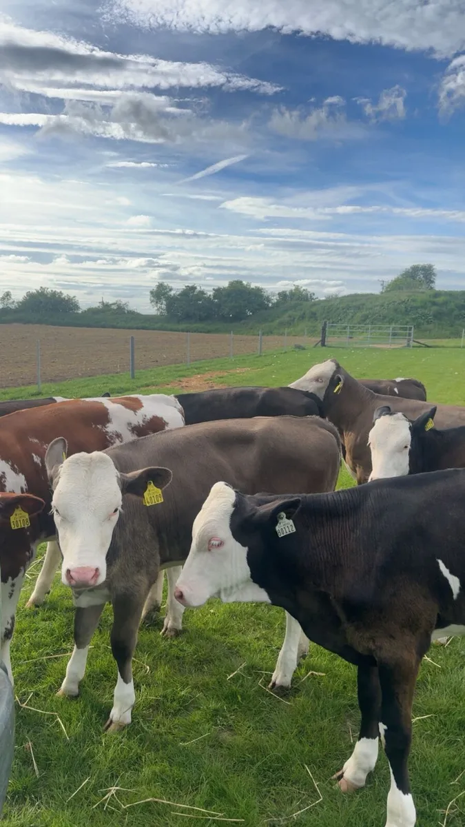 SimmentalX calves (x10) - Image 2