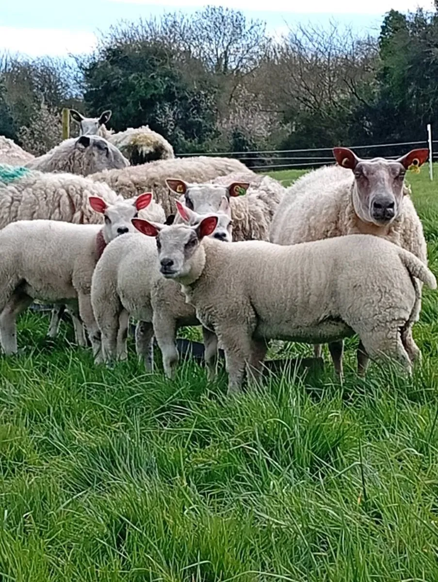 Contract Shepherding Services - Image 2