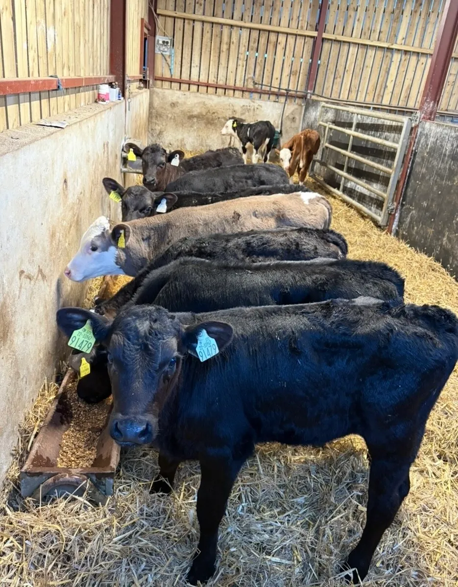 10 smashing bull runners (off milk) - Image 1