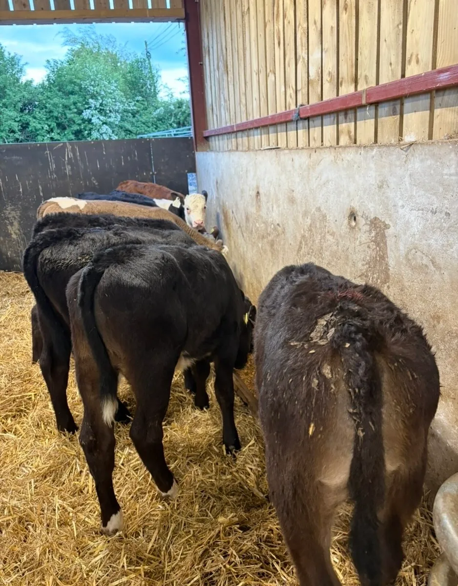 10 smashing bull runners (off milk) - Image 2