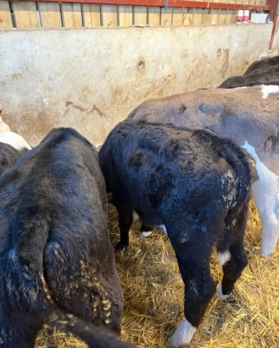 10 smashing bull runners (off milk) - Image 4