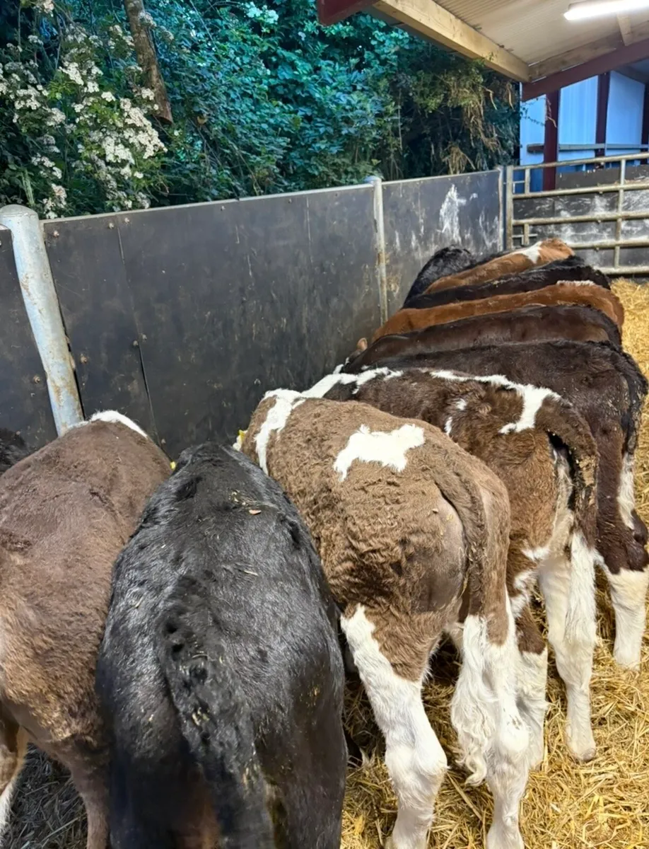 16 reared heifer runners🔥🔥 - Image 1