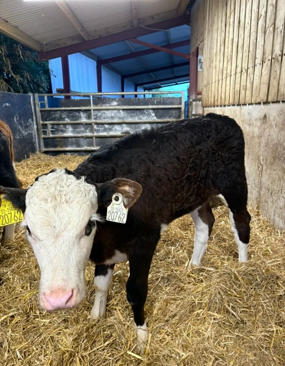 16 reared heifer runners🔥🔥 - Image 2