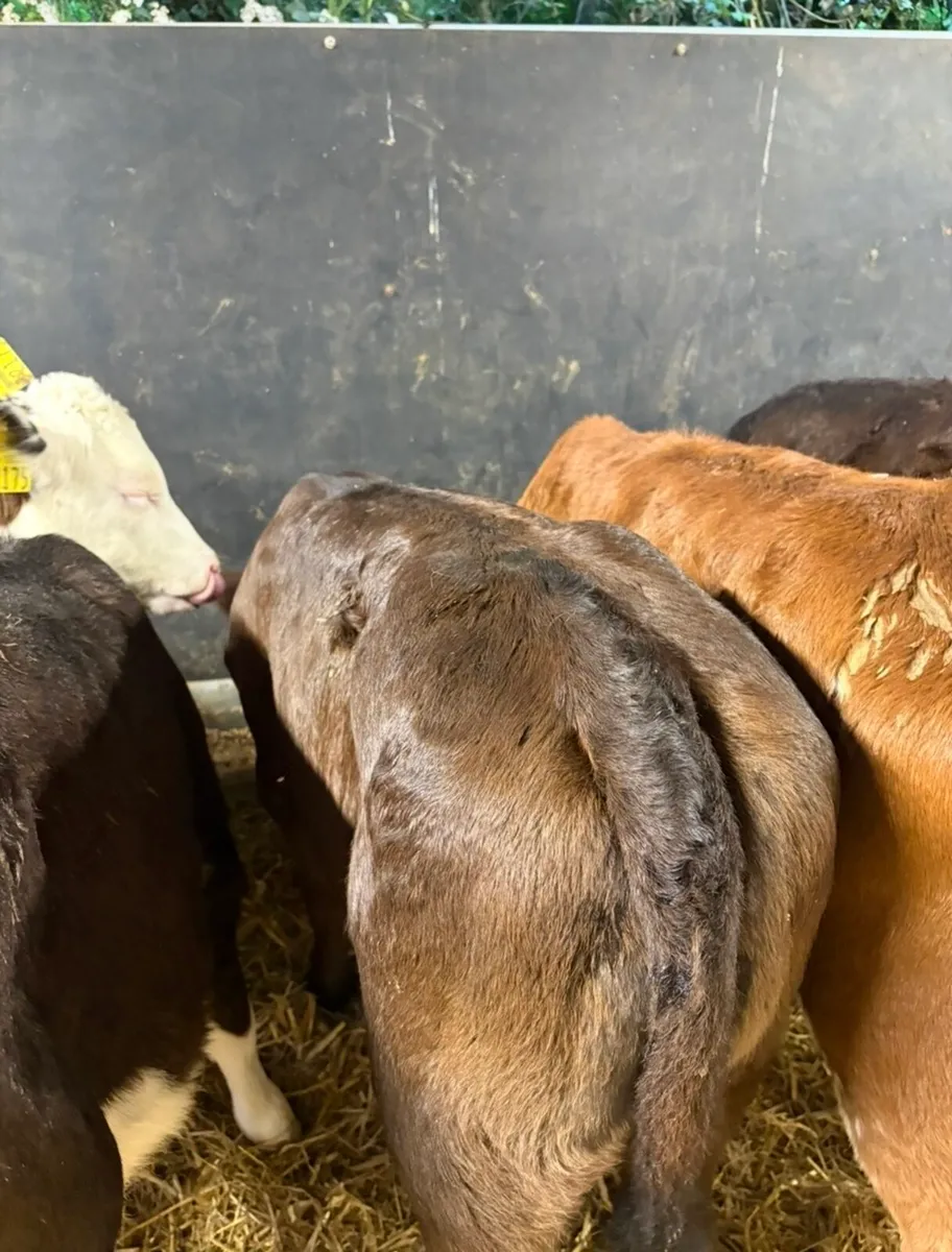 16 reared heifer runners🔥🔥 - Image 3