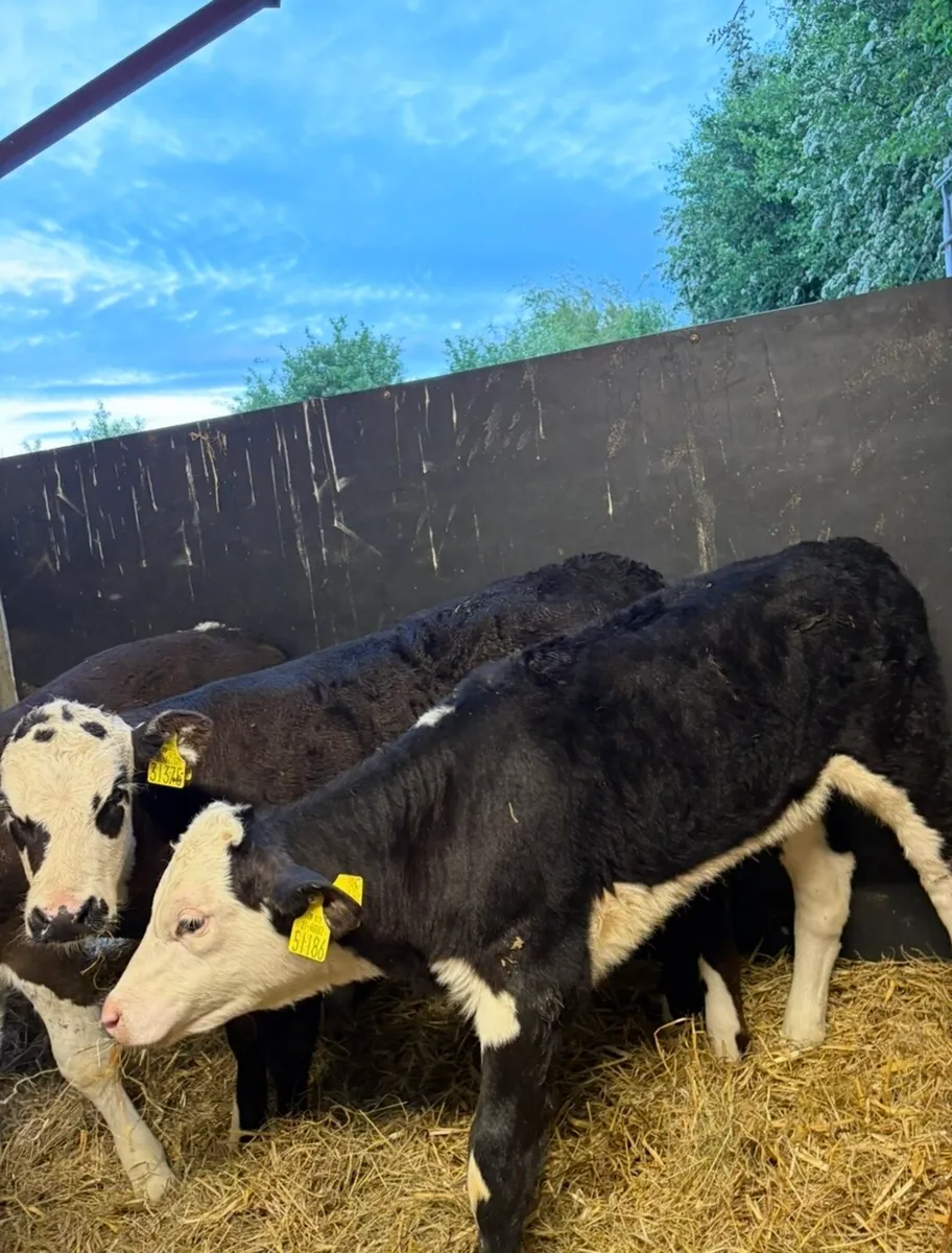 16 reared heifer runners🔥🔥 - Image 4
