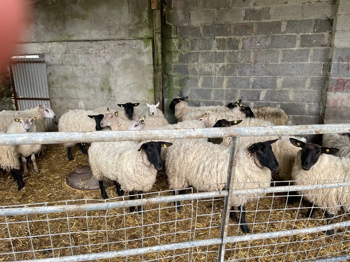Ewe Hoggets - Image 2
