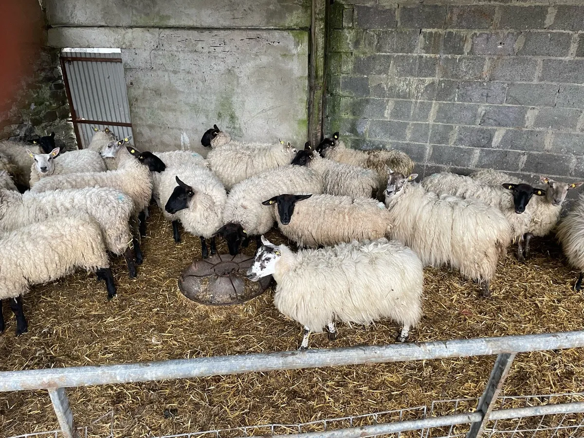 Ewe Hoggets - Image 3