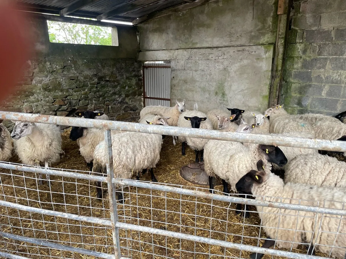 Ewe Hoggets - Image 4