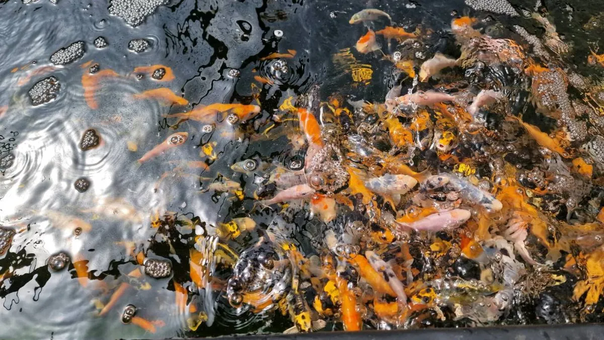 Japanese Koi Fish - Image 2