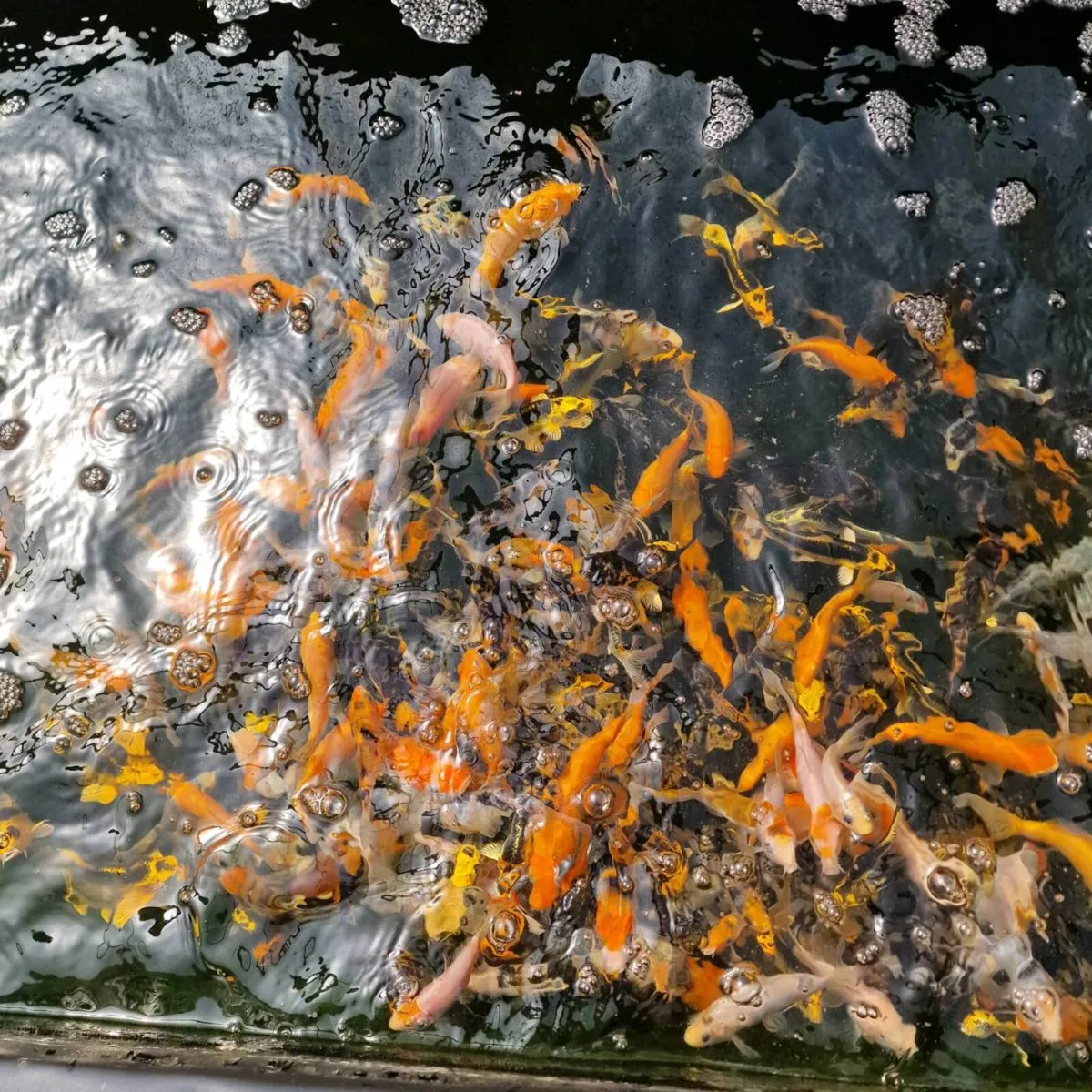 Japanese Koi Fish - Image 4