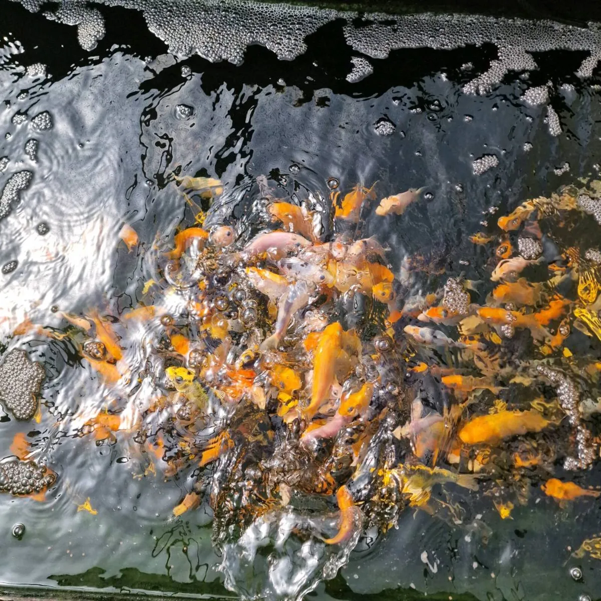 Japanese Koi Fish - Image 3