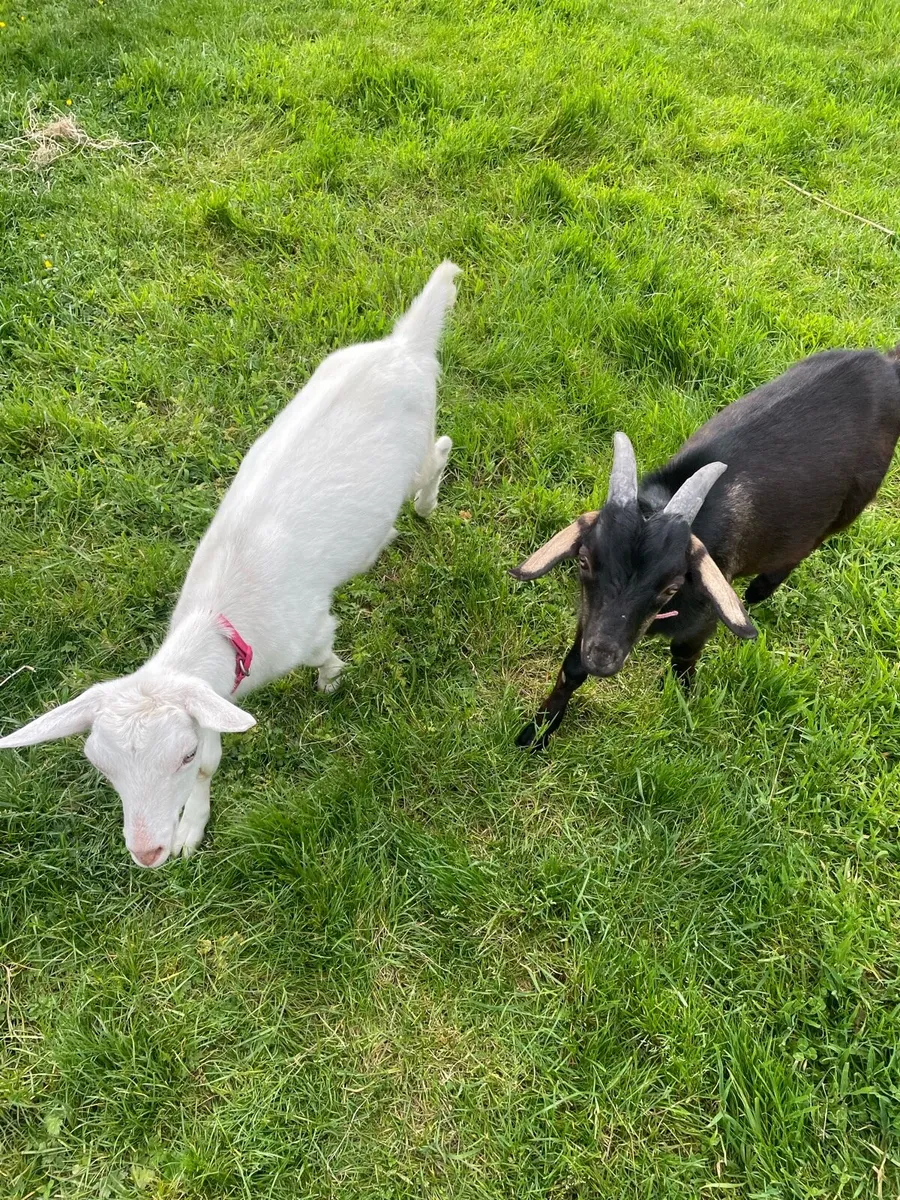 Male and female goat - Image 1