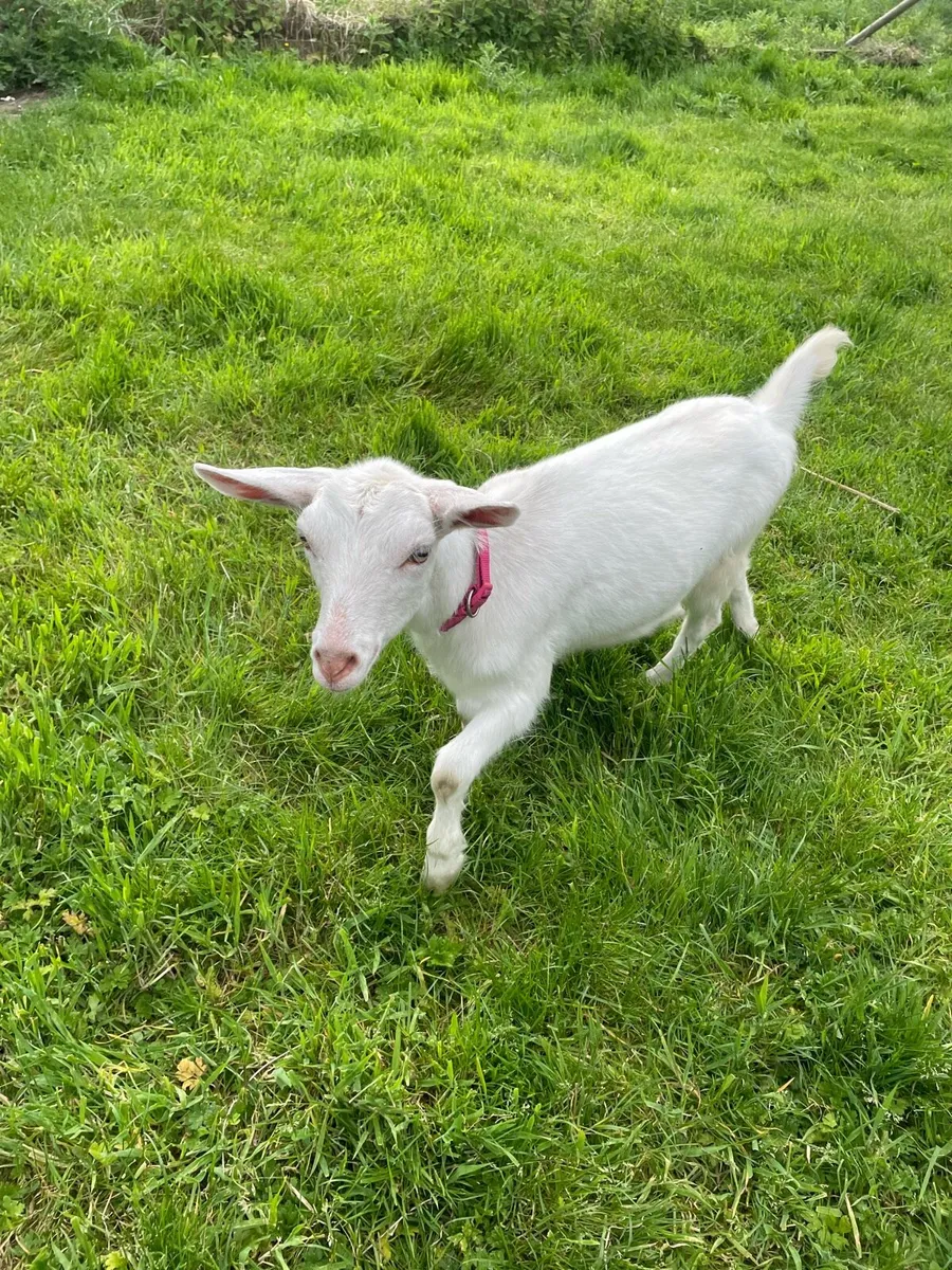 Male and female goat - Image 2