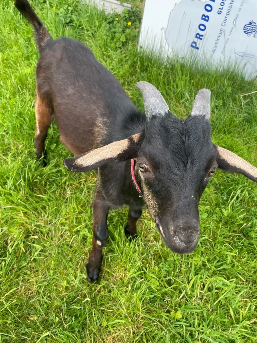 Male and female goat - Image 3
