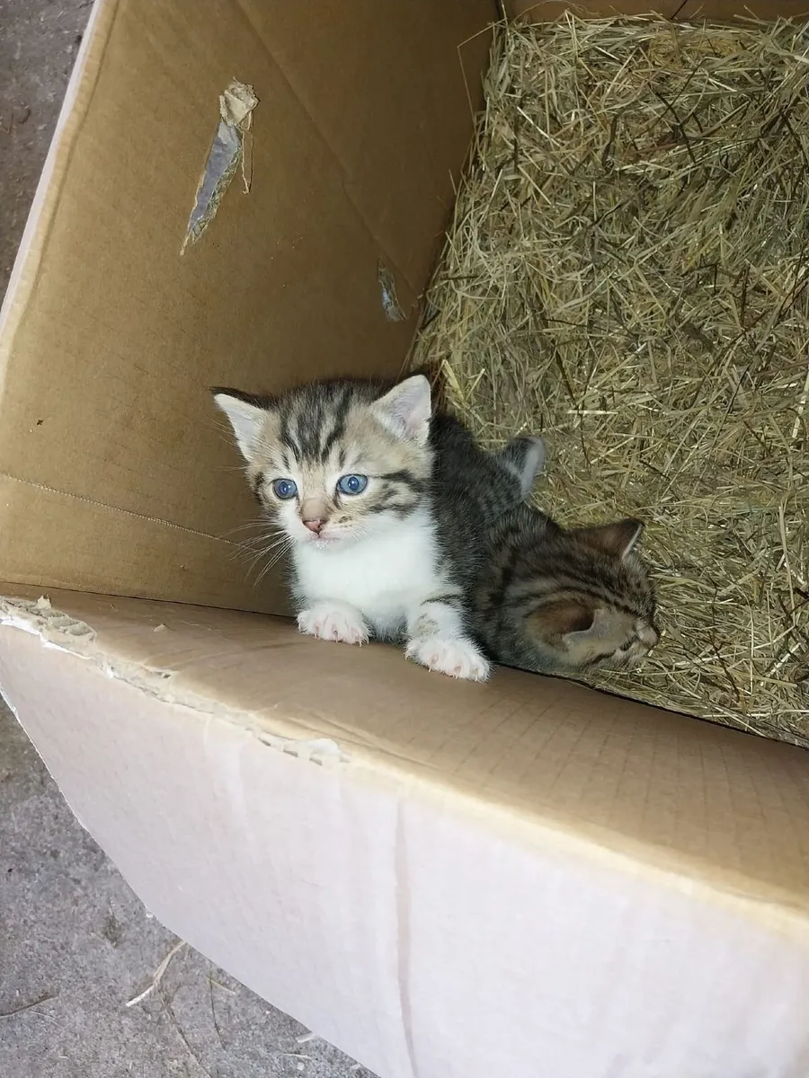 Kittens - Image 2