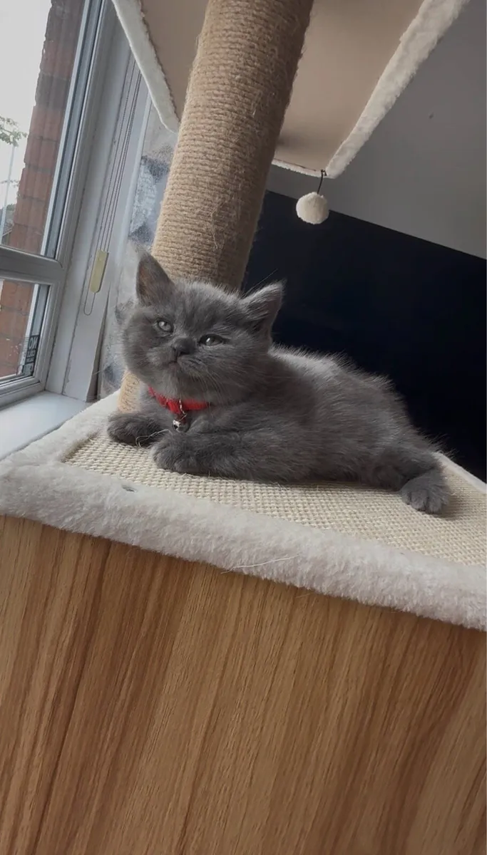 Rare Smoke Dark Grey British Shorthair Kittens - Image 2