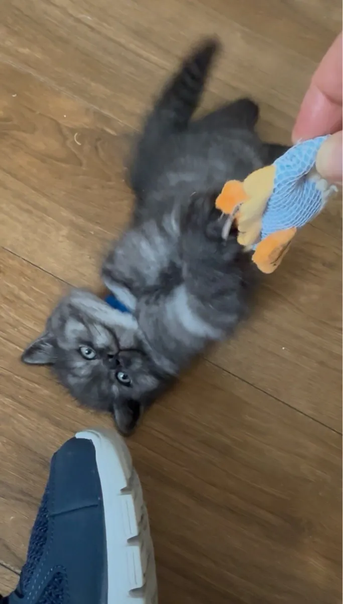 Rare Smoke Dark Grey British Shorthair Kittens - Image 3