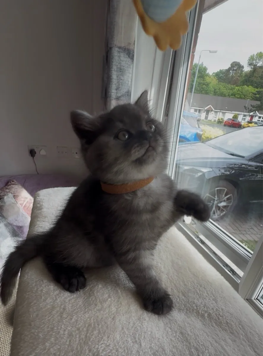 Rare Smoke Dark Grey British Shorthair Kittens - Image 4