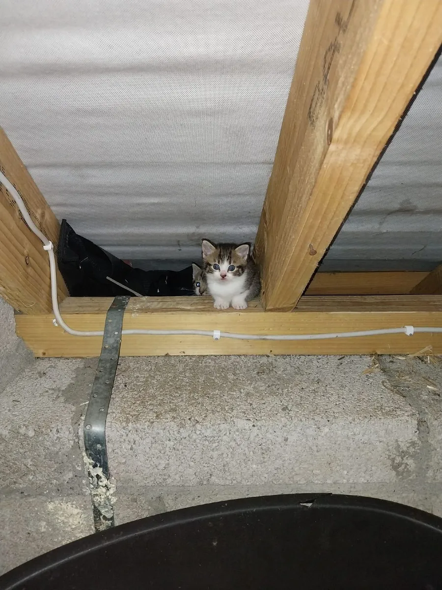 Kittens - Image 3