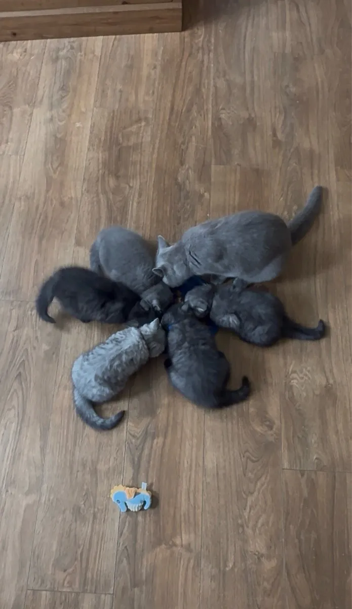 Rare Smoke Dark Grey British Shorthair Kittens - Image 1