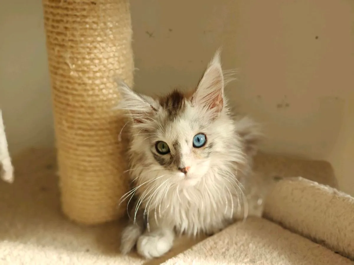 Maine coon kittens - Image 3