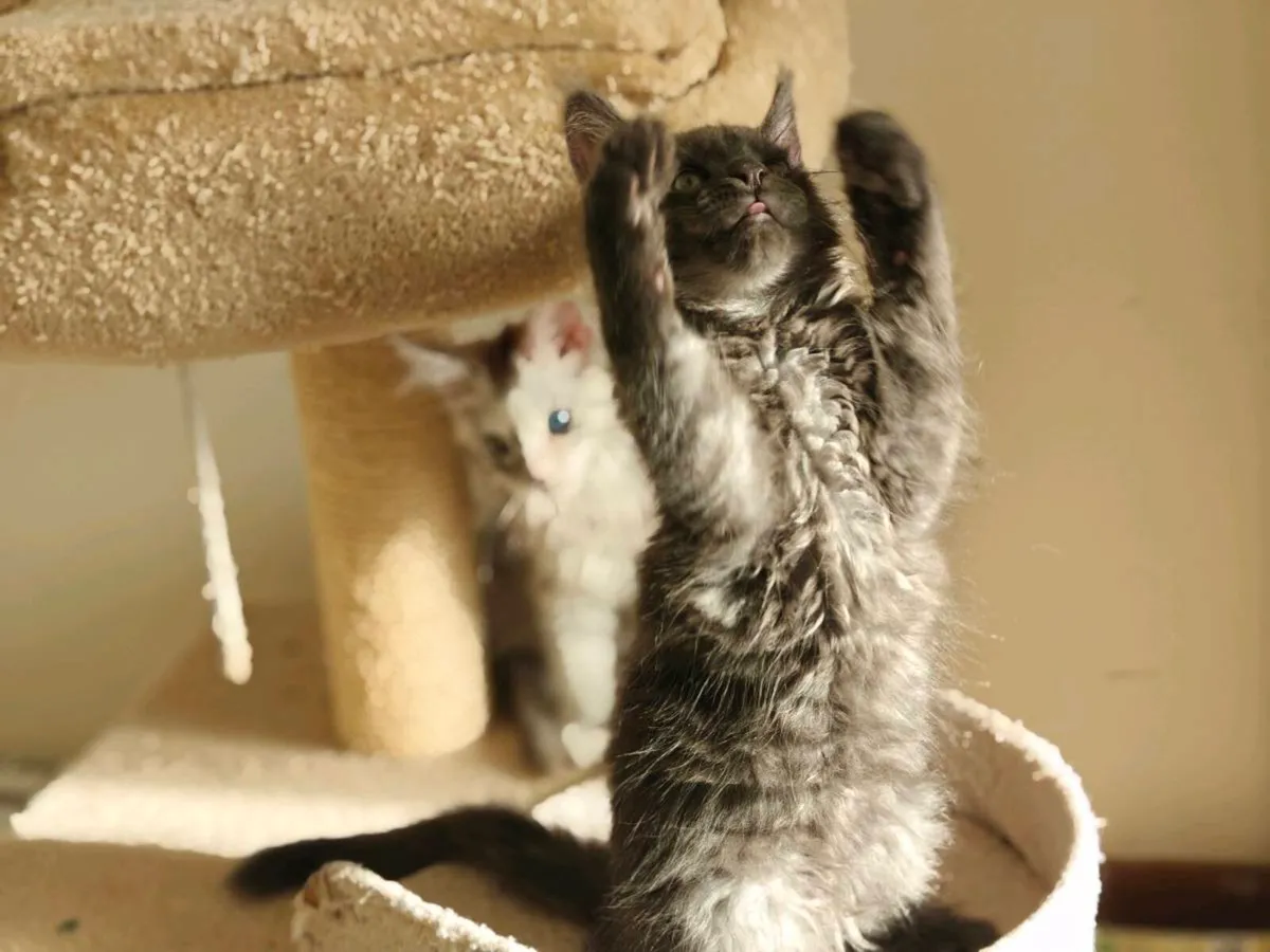 Maine coon kittens - Image 4