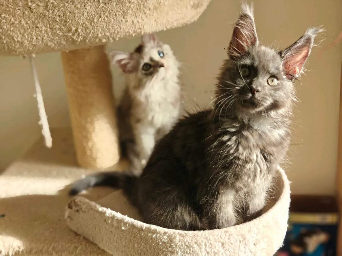 Maine coon kittens - Image 1