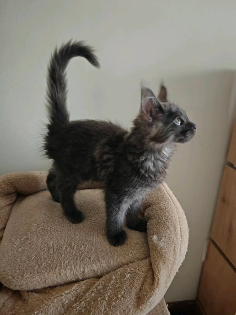 Maine coon kittens - Image 2