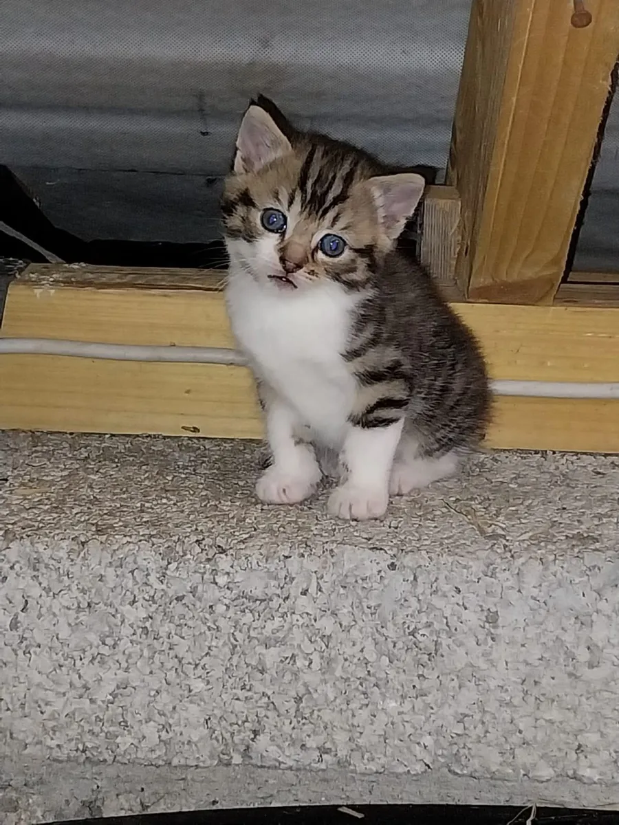 Kittens - Image 1