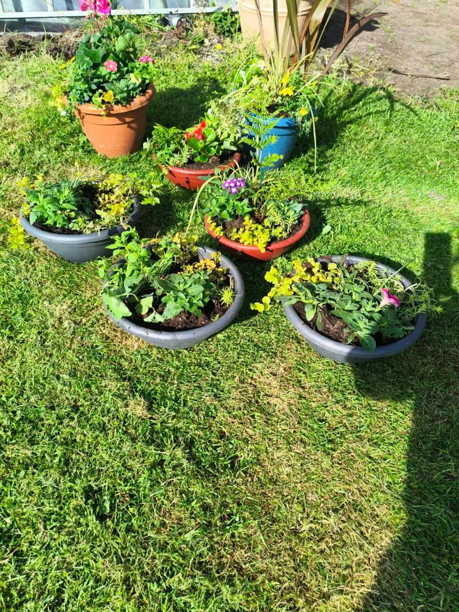 Beautiful selection of pots 2 large 5 med lot 100 - Image 2
