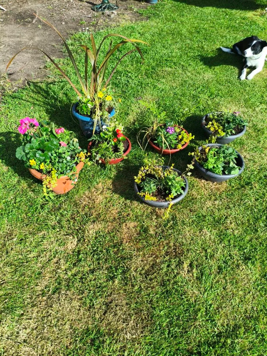 Beautiful selection of pots 2 large 5 med lot 100 - Image 3