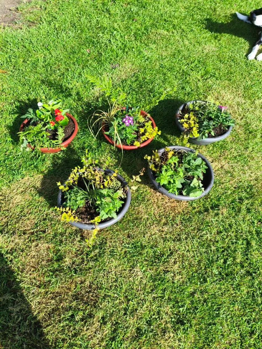 Beautiful selection of pots 2 large 5 med lot 100 - Image 4