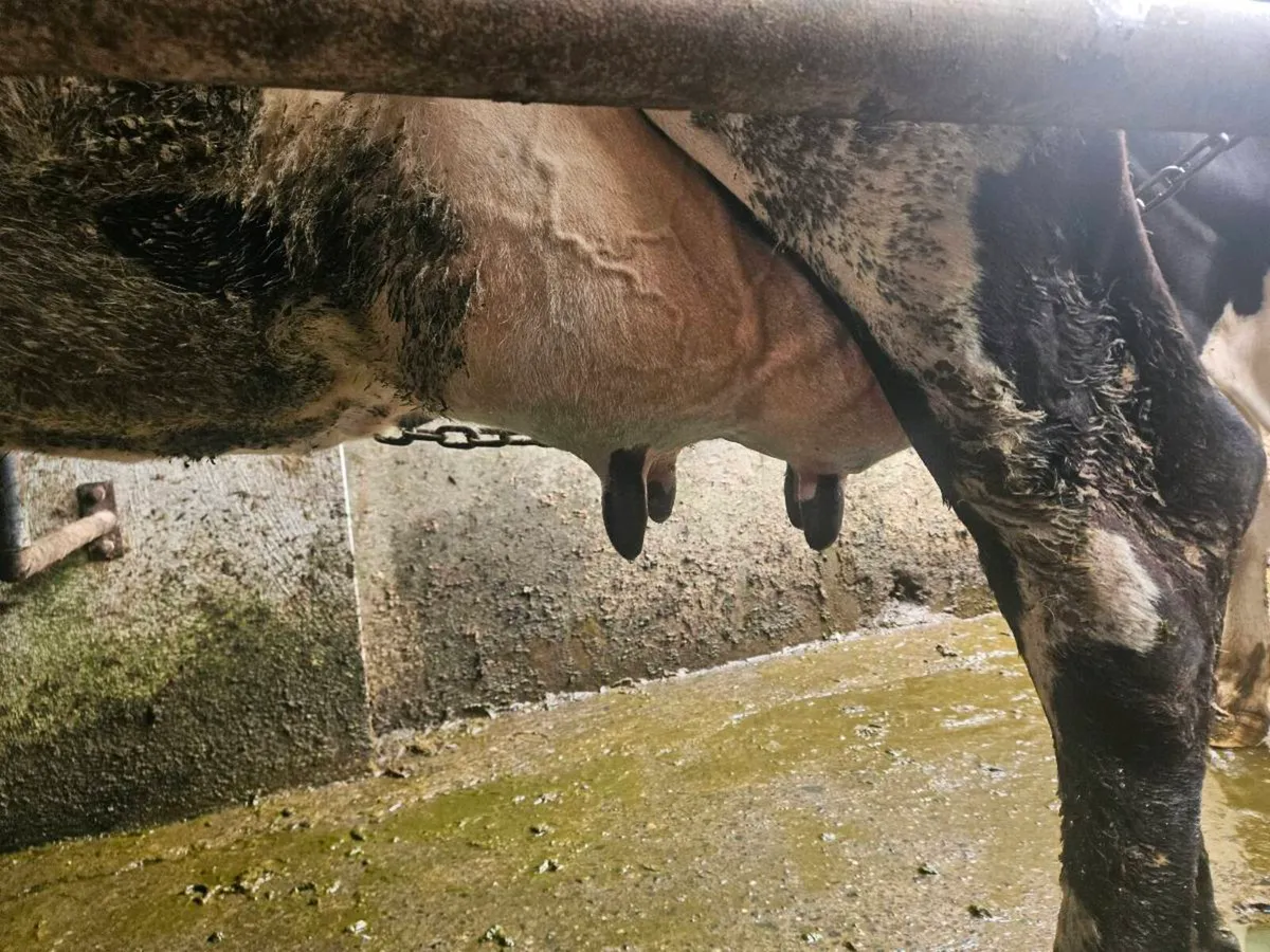 Foster Cow - Image 2