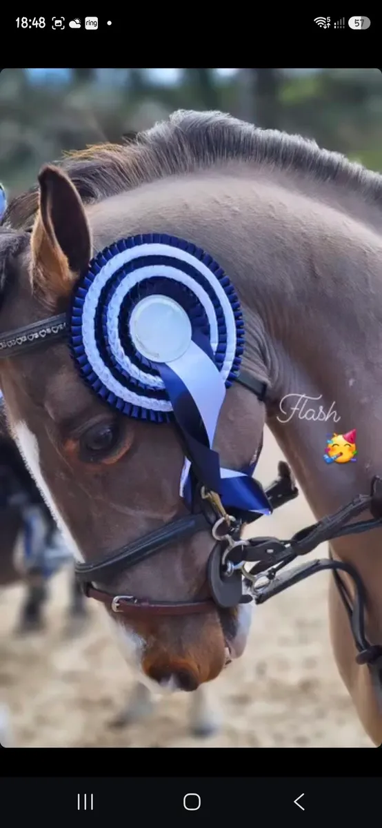 128 showjumping pony - Image 2