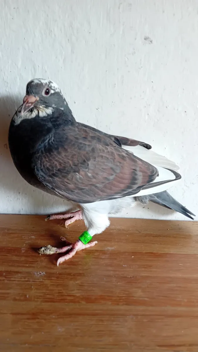 Pigeons - Image 1