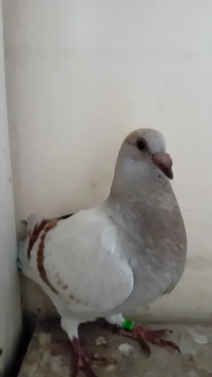 Pigeons - Image 2