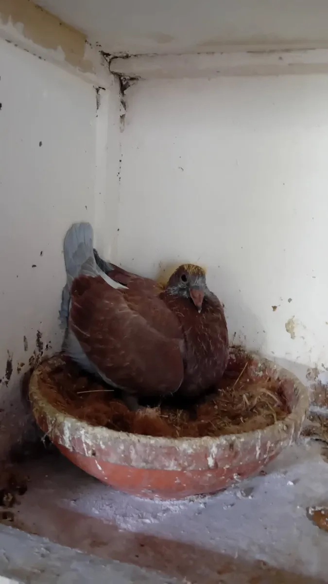 Pigeons - Image 3