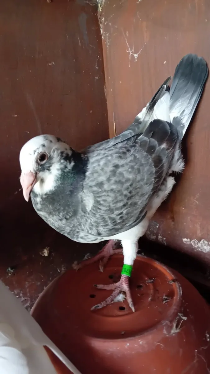 Pigeons - Image 4