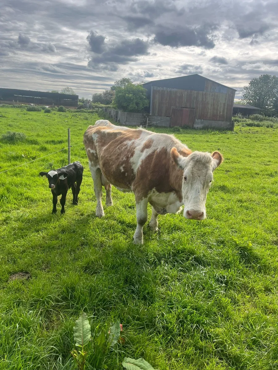Suckler cow and calve - Image 2