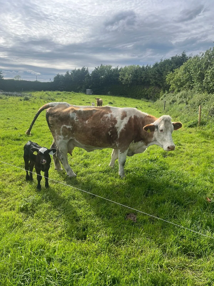 Suckler cow and calve - Image 3