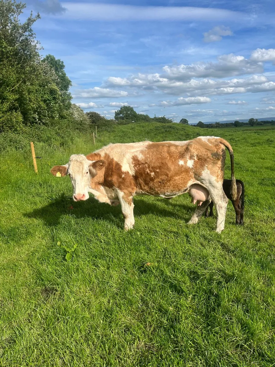 Suckler cow and calve - Image 4