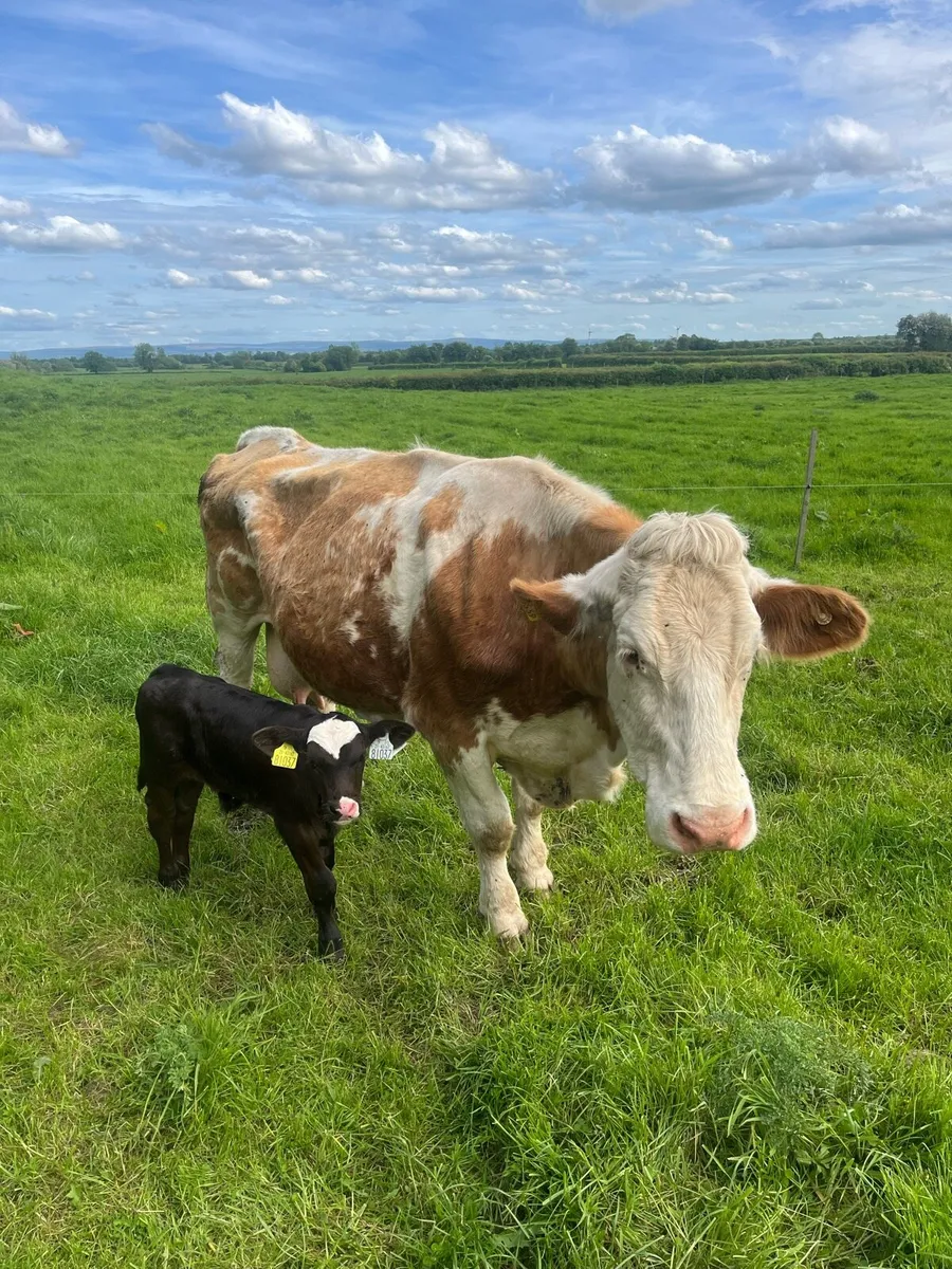 Suckler cow and calve - Image 1
