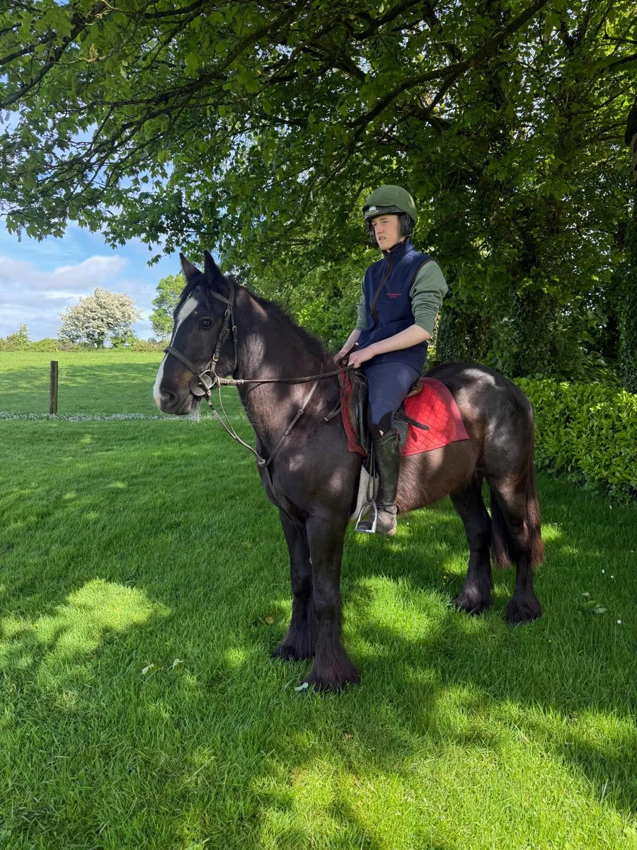 Child’s pony - Image 2