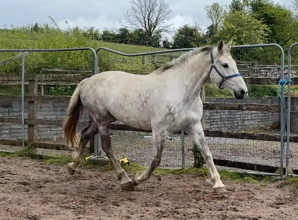 Irish draught mare in foal - Image 1