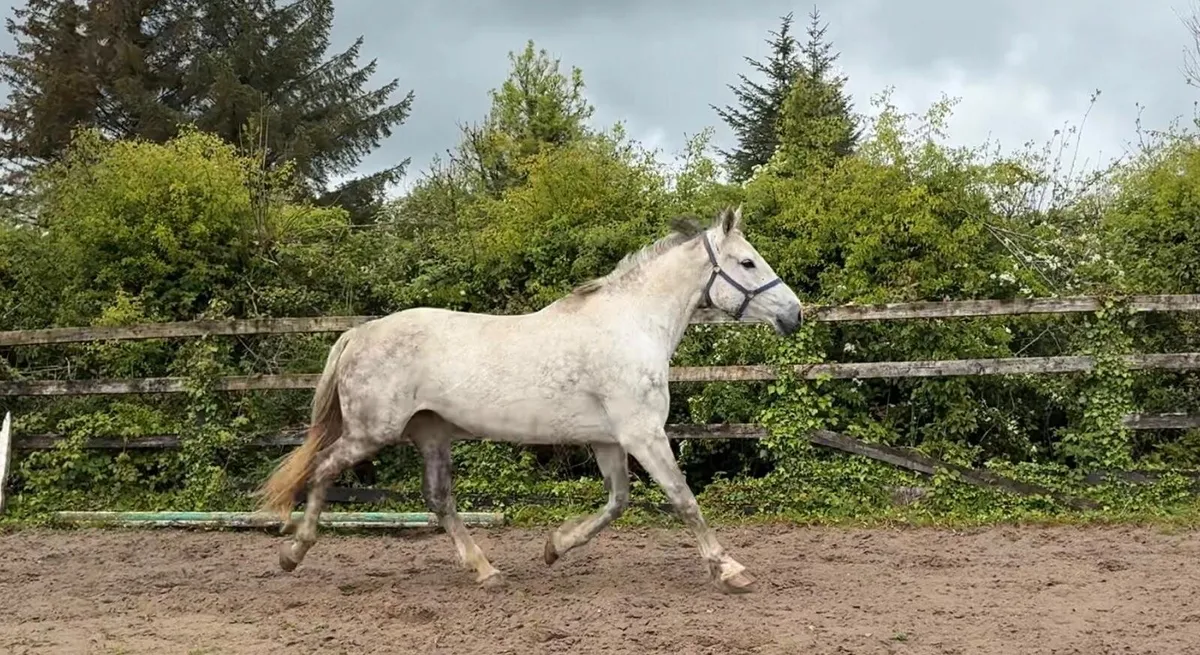 Irish draught mare in foal - Image 2