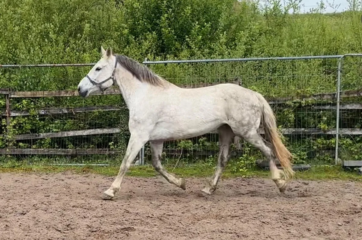 Irish draught mare in foal - Image 3
