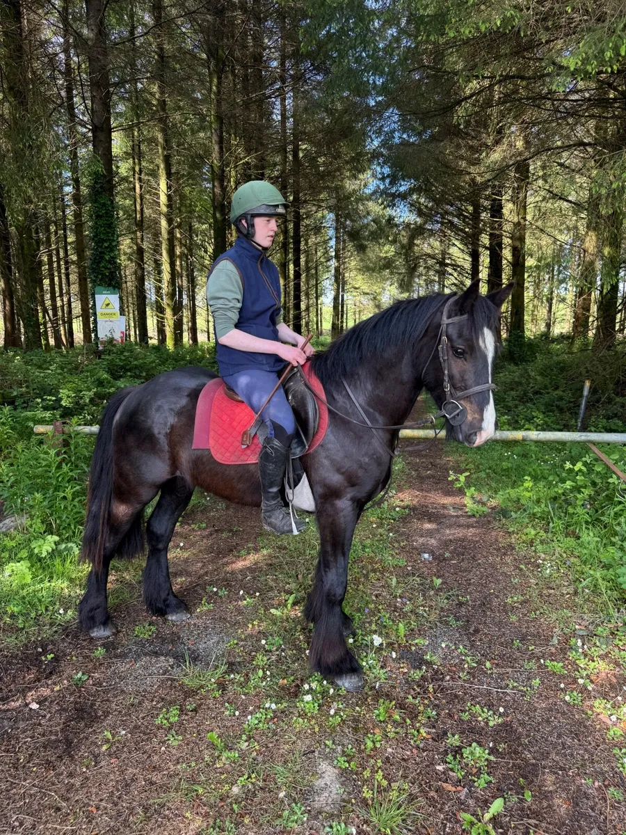 Child’s pony - Image 1