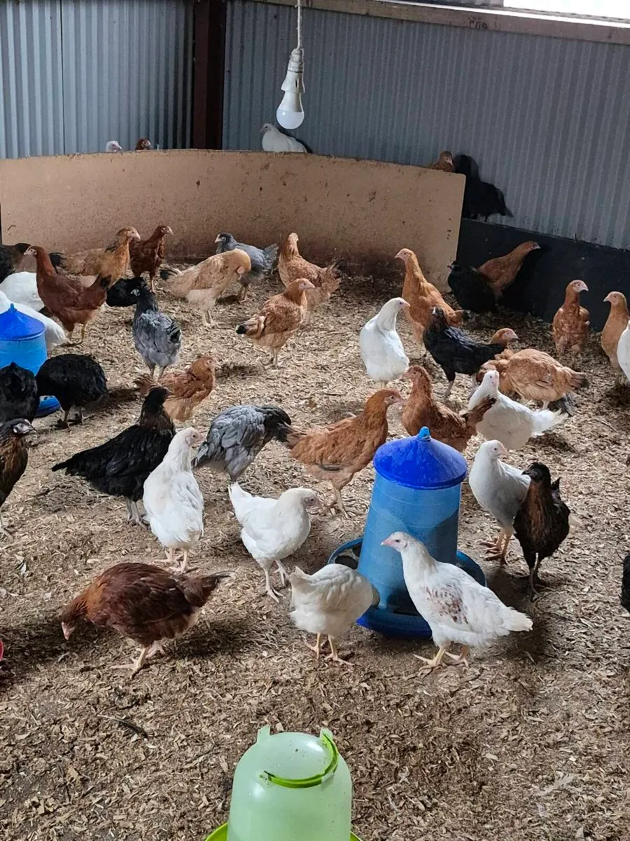 Point of Lay Hens for Sale - Image 1