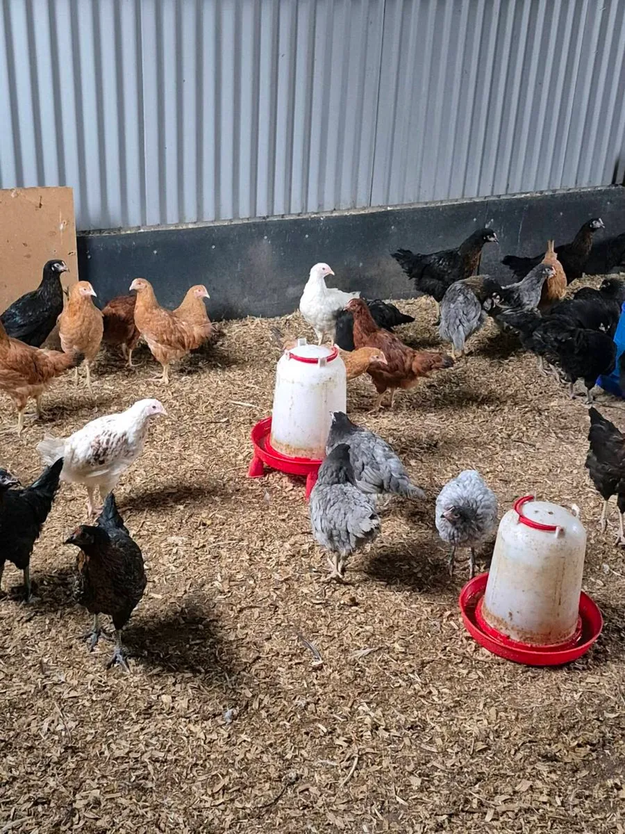 Point of Lay Hens for Sale - Image 2